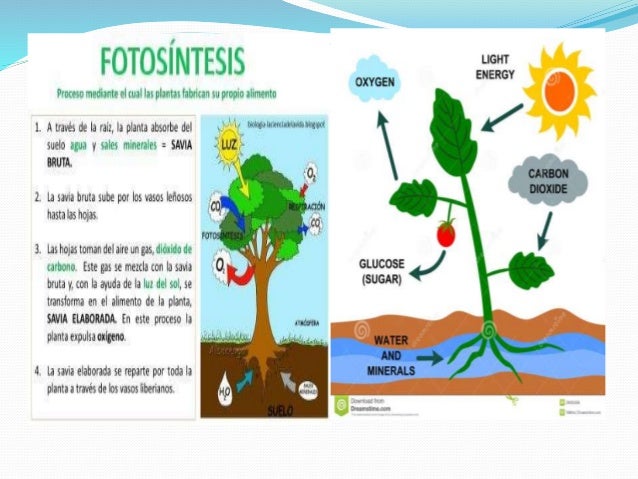 Descripcion del proceso de la fotosintesis 52 Descripcion del proceso de la fotosintesis 30